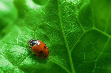 Macro of ladybug on the fresh green salad leaf