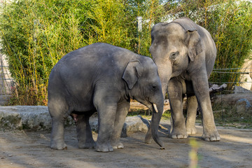 Fototapeta na wymiar Asiatischer Elefant