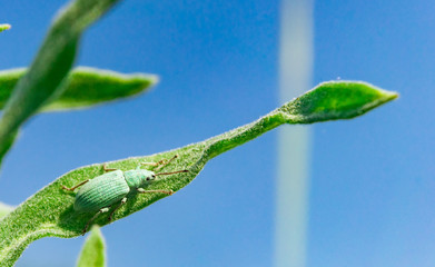 Blue-green curculionidae sitting on the grass against the sky © boomerang11