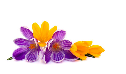 Fototapeta na wymiar Violet and yellow crocuses on a white background with space for text.
