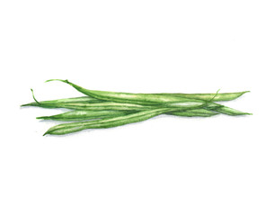 Fototapeta premium Hand drawn watercolor illustration of the food: asparagus beans, isolated on the white background