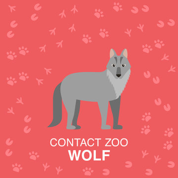 Wolf flat illustration for contact zoo concept.