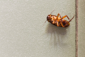 cockroaches