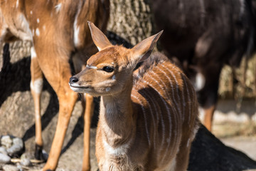 Nyala - Nyala angasii