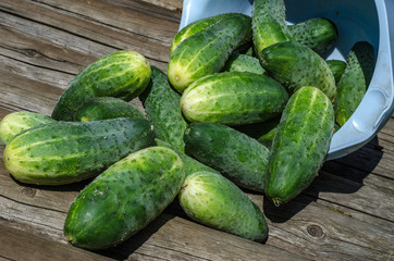 Cucumbers a vegetable garden
