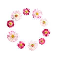English daisy (Bellis perennis) on a white background with space for text. Flat lay