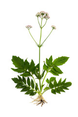 Blooming Valerian (Valeriana officinalis) on a white background.