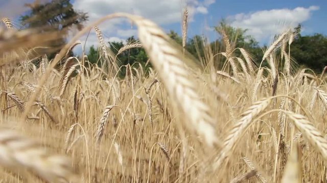 Wheat Field and Spikelets