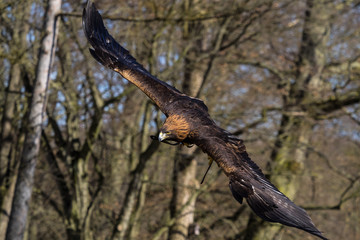 Steinadler - Aquila chrysaetos