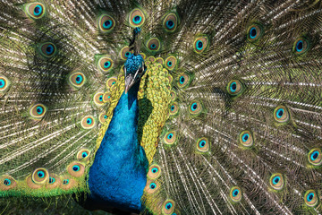 Obraz premium Pfau - Pavo cristatus