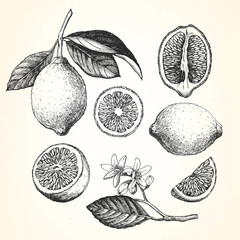 Hand-drawn illustration of Lemon. Vector