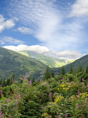 The river Prut (Pruth, or Prout) originates on the slope of Mount Hoverla, in the Carpathian Mountains in Ukraine. Landscape with spruce, juniperus, mountains and glade with blooming fireweed