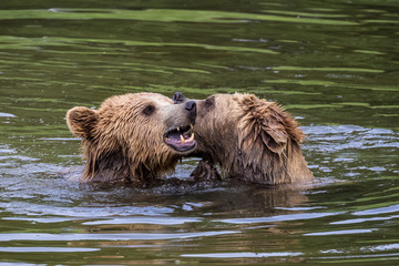 Braunbär - Ursus arctos