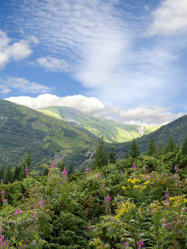 The river Prut (Pruth, or Prout) originates on the slope of Mount Hoverla, in the Carpathian Mountains in Ukraine. Landscape with spruce, juniperus, mountains and glade with blooming fireweed