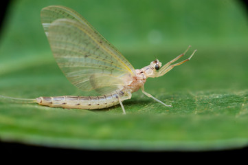 Mayflies