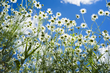 Field of many white camomile on the blue sky background