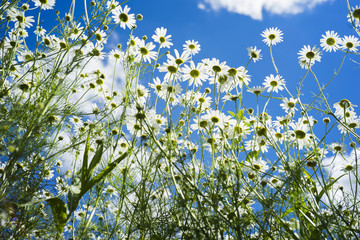 Fototapeta premium Field of many white camomile on the blue sky background