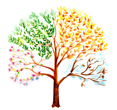 hand painted watercolor tree with changing seasons effect 