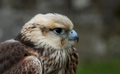 Buteo buteo