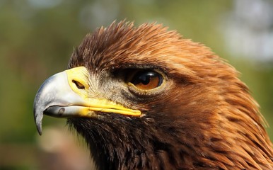 Aquila gurneyi