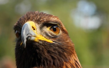 Aquila gurneyi