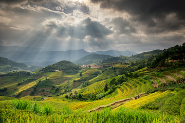 Rice fields in terraced with beautiful curves on high mountain,