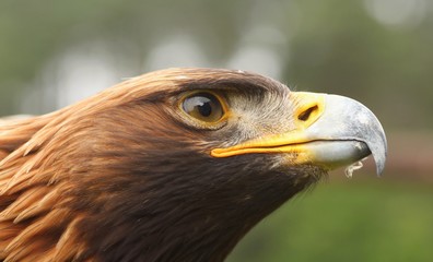Aquila gurneyi