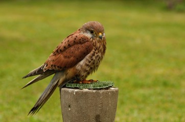Brown owl