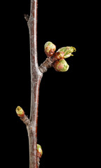 Cherry twig and buds