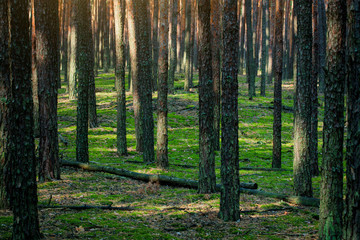 Pine forest in the morning