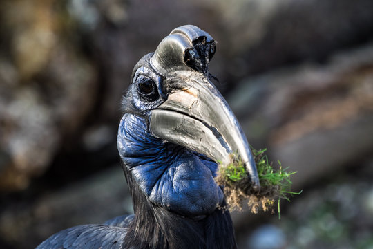 Bucerotiformes Bilder Durchsuchen 741 Archivfotos, und