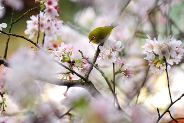 Japanese White-eye