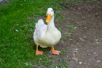 Obraz premium Big fat duck on green grass on rural farm