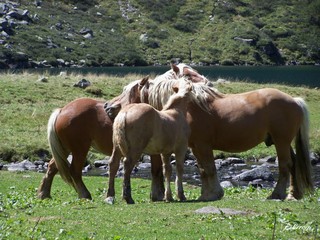 chevaux