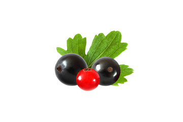black  and red currants with leaf isolated on white background with clipping path