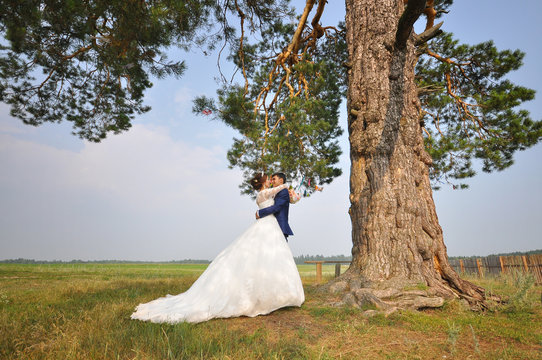 Wedding photo shooting. Groom and bride embracing under pine tree