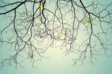 Tree branches on the retro color background