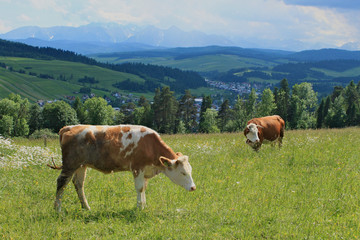 Two brown cows grazing on green meadow with mountains at the background
