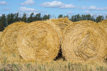 Straw Bales Harvest on Stubble field under blue sky