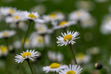 Common daisy flowers grown at the spring grass. Among the first spring flowers on the yard.