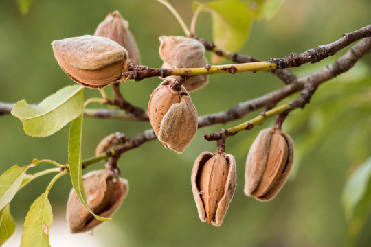 Ripe almonds on the tree branches.