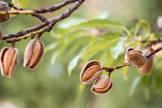 Ripe almonds on the tree branches.
