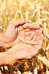Ripe golden wheat ears in her hand the farmer