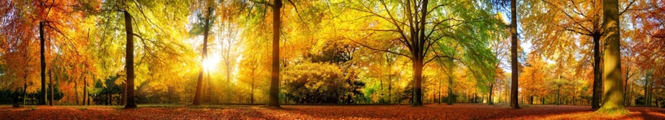 Extra breed panorama van een pittoresk bos in de herfst met gouden zonneschijn