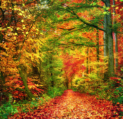 Panele Szklane  Kolorowy las jesienią zaprasza na spacer