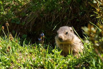 Naklejka na ściany i meble Young marmot the burrow in French Alps