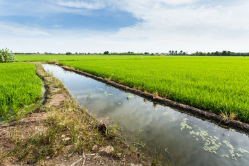 Paddy field with ripe paddy under the blue sky