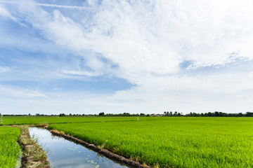 Paddy field with ripe paddy under the blue sky