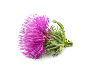 Purple flower of carduus with green bud isolated on a white background. Design element for product label, catalog print, web use.