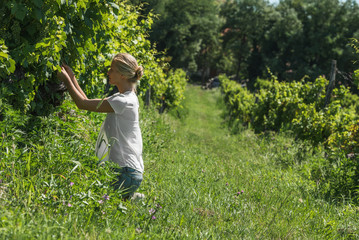 Young blond lady squatting and picking grapes harvest at vineyard on sunny day, Badasconytomaj, Balaton lake, Hungary